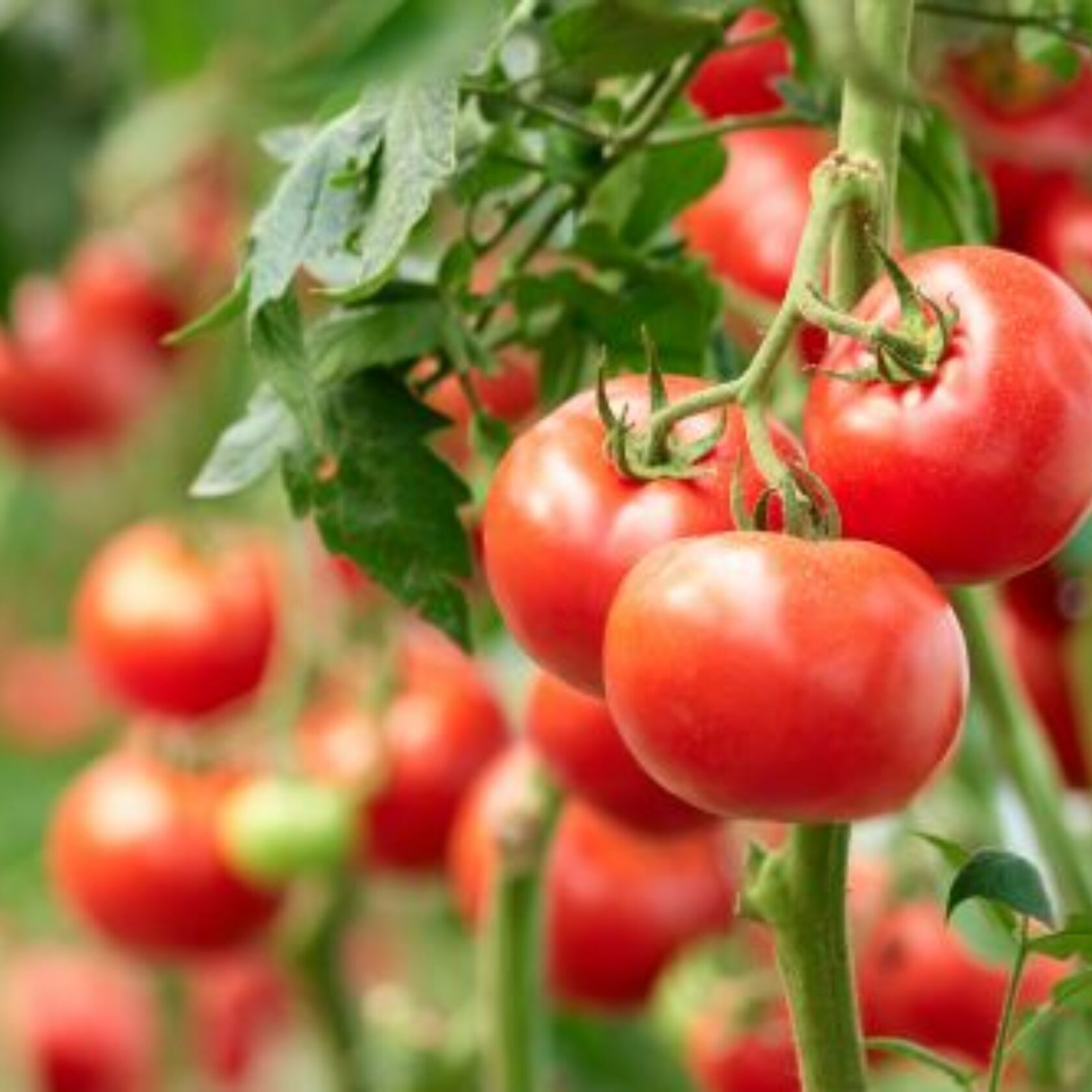 Tomatenstauden mit reifen Früchten