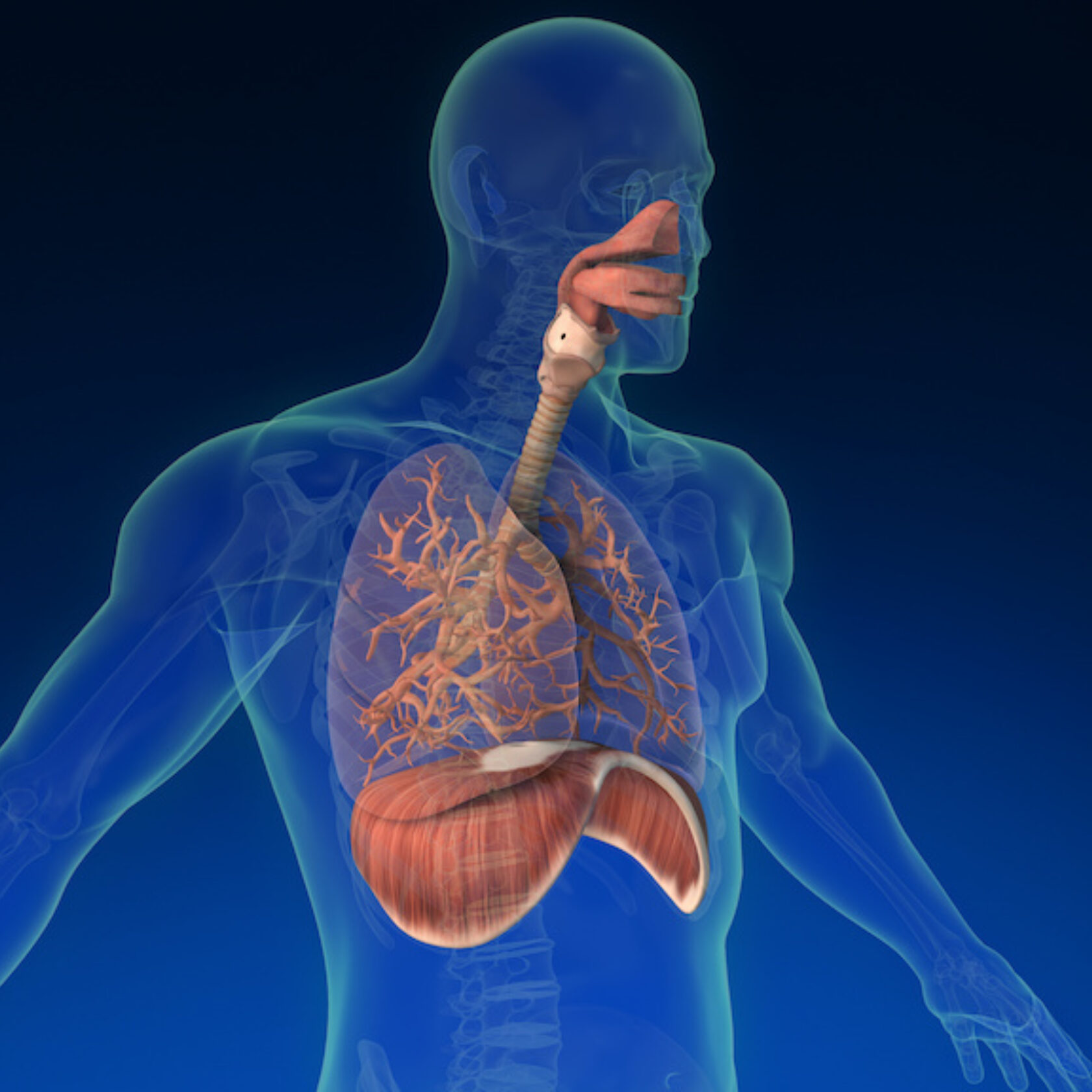 Mensch-Lungenfibrose