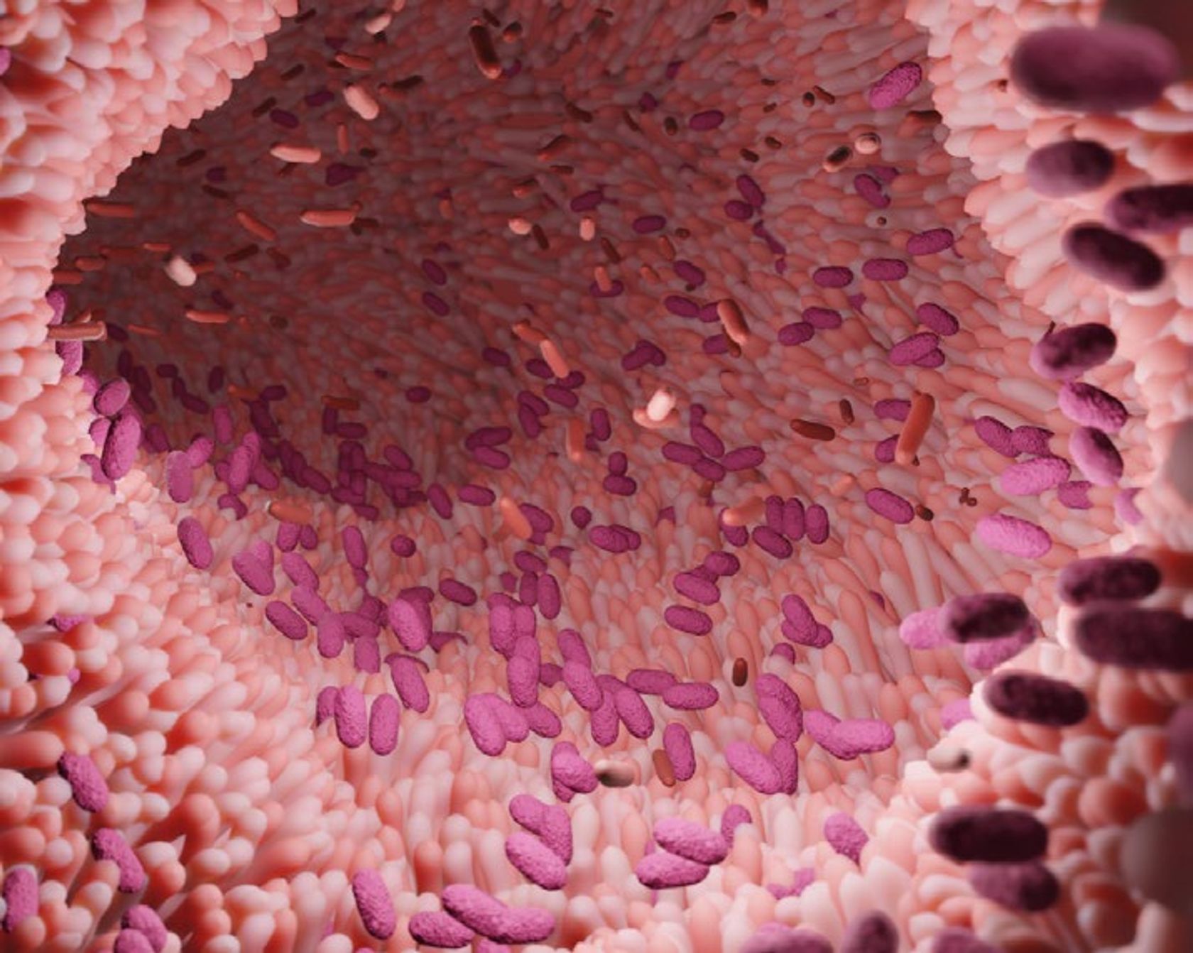 3D-Visualisierung der Darmflora
