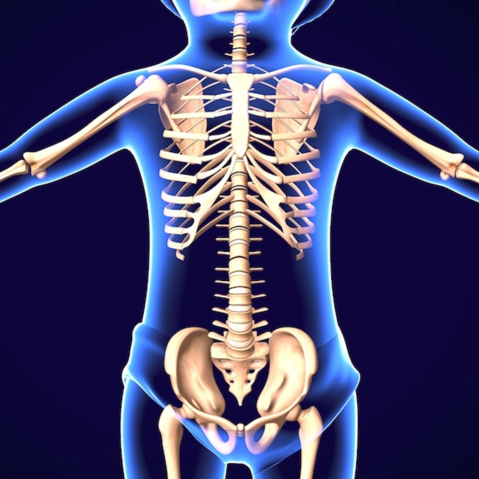 Das menschliche Skelett im Körper